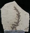Metasequoia (Dawn Redwood) Fossil - Montana #27134-1